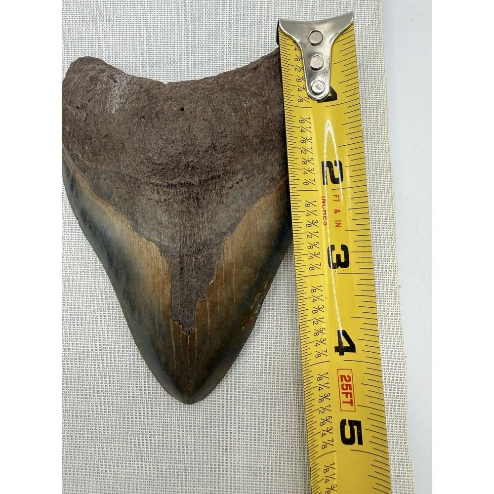 Set 3- Megalodon Teeth Mounted In Walnut 8x10 Shadow Box